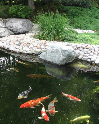 Japanese Garden Koi Pond